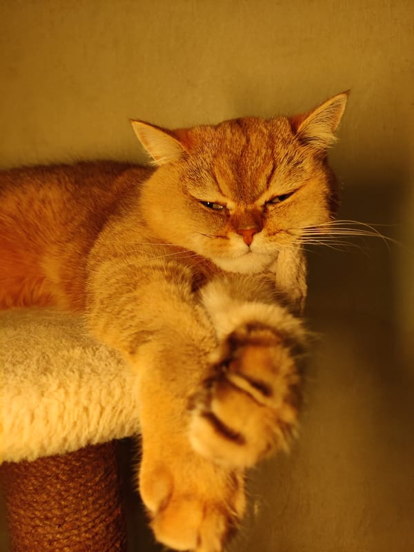 Orange tabby fully relaxed on a cozy perch