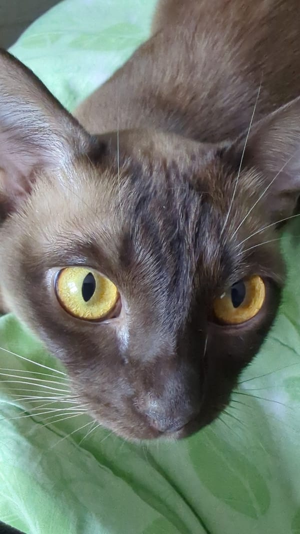 Cats and houseplants fill a quiet morning at home
