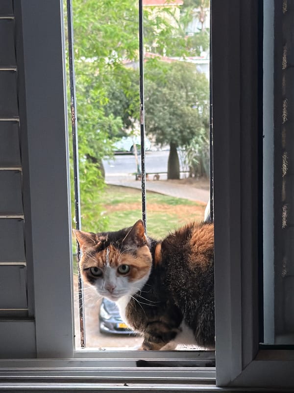 Cat watches street through window in Tel Aviv apartment