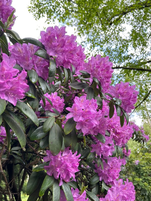 Garden walk captures blooming rhododendrons and butterfly sighting