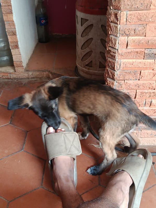Puppy photographed playing indoors in Juan Griego, Venezuela