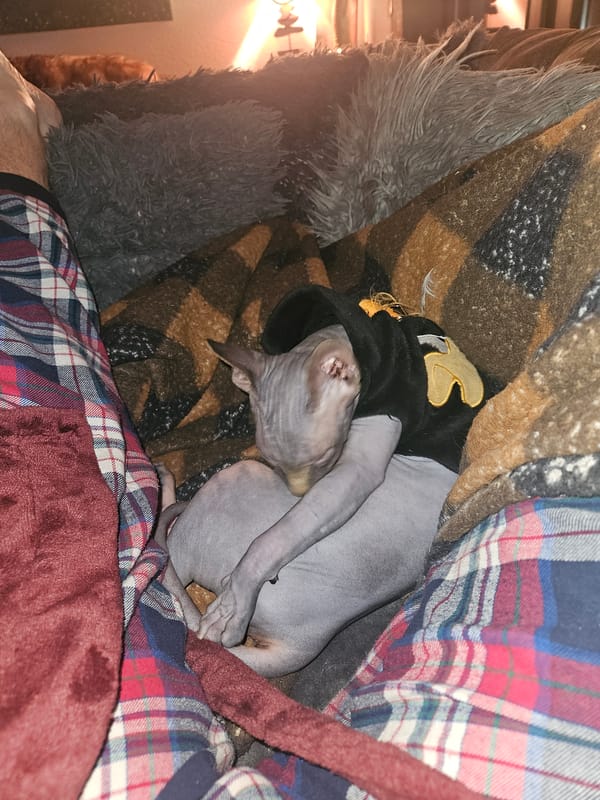 Evening home relaxation with pajamas and dressed cat