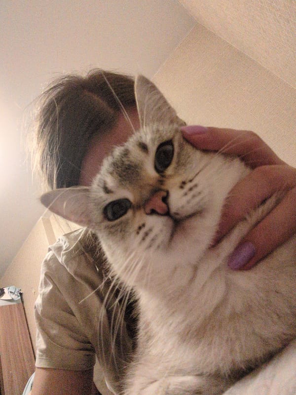 Quiet Evening: Cat and Basketball Game in Izhevsk Home