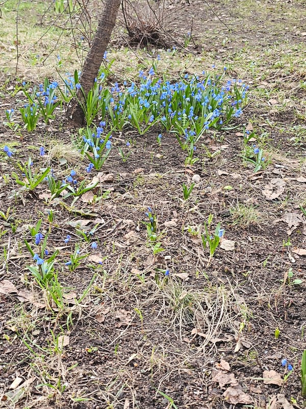 Spring flowers bloom in Khimki garden