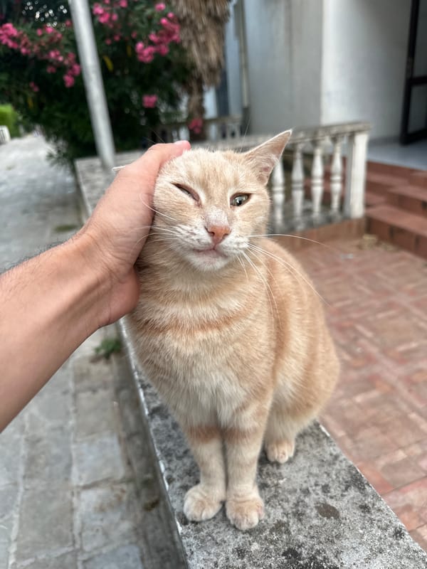 Budva's street cats own the old town walls