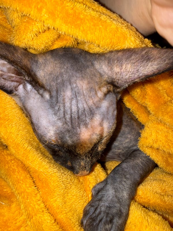 Cat naps in yellow blanket during afternoon rest