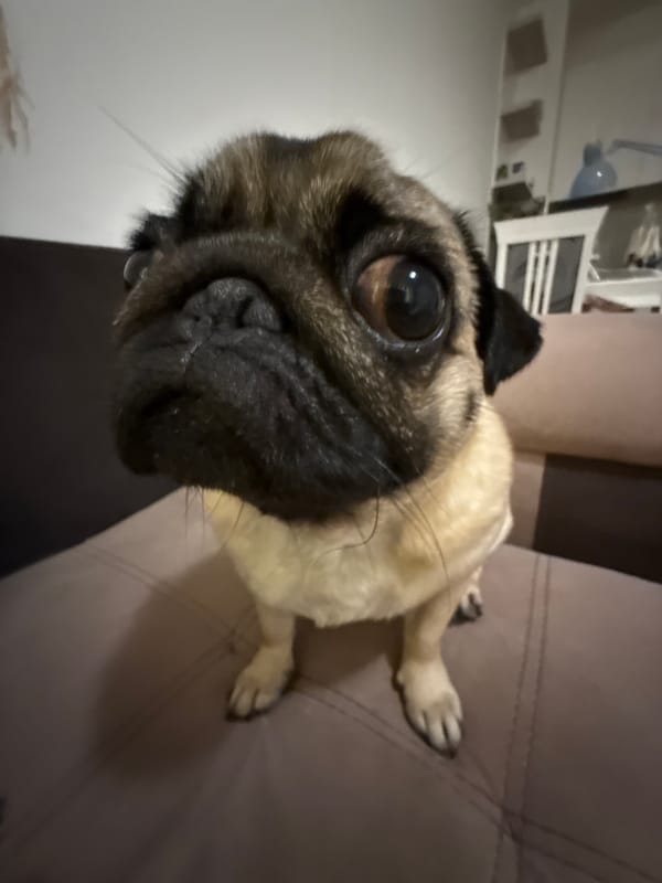 Pug on a couch, fully relaxed and camera-ready