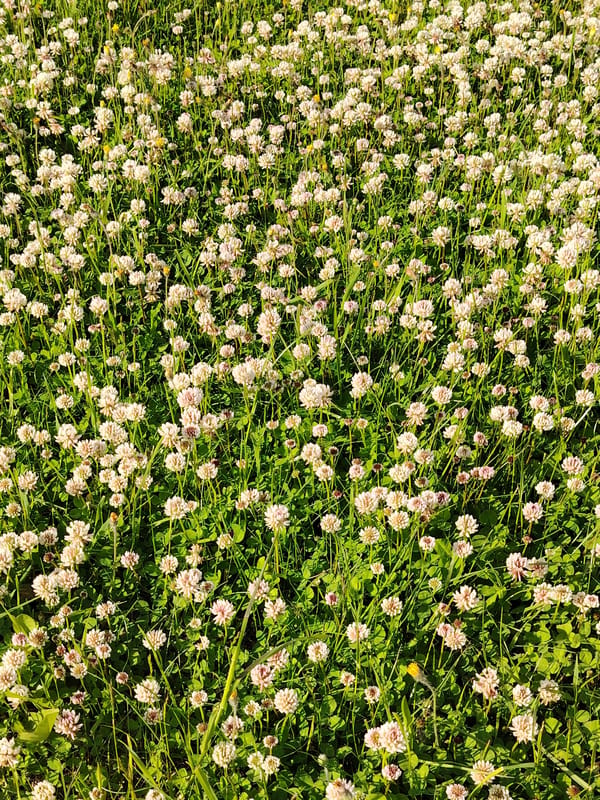Witness documents flowering gardens, fences in Belarus village