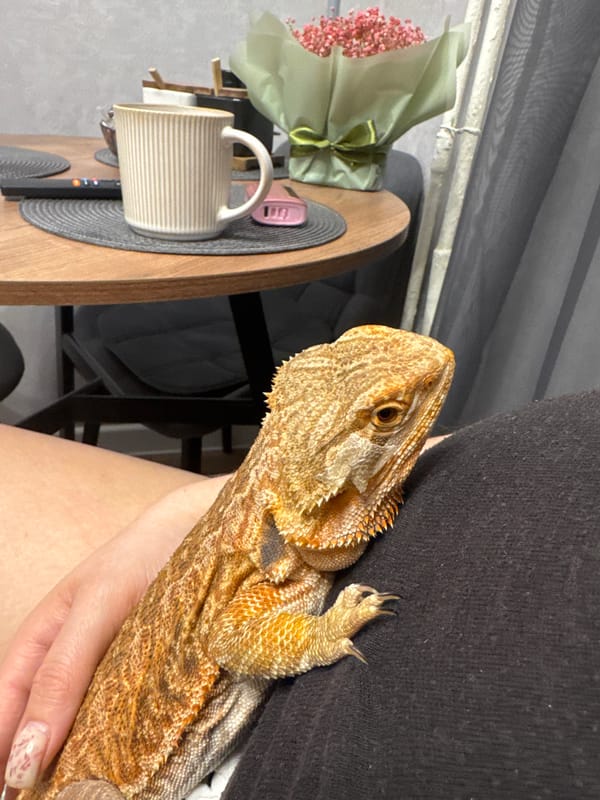 Person shares quiet moment with bearded dragon in Yakhroma