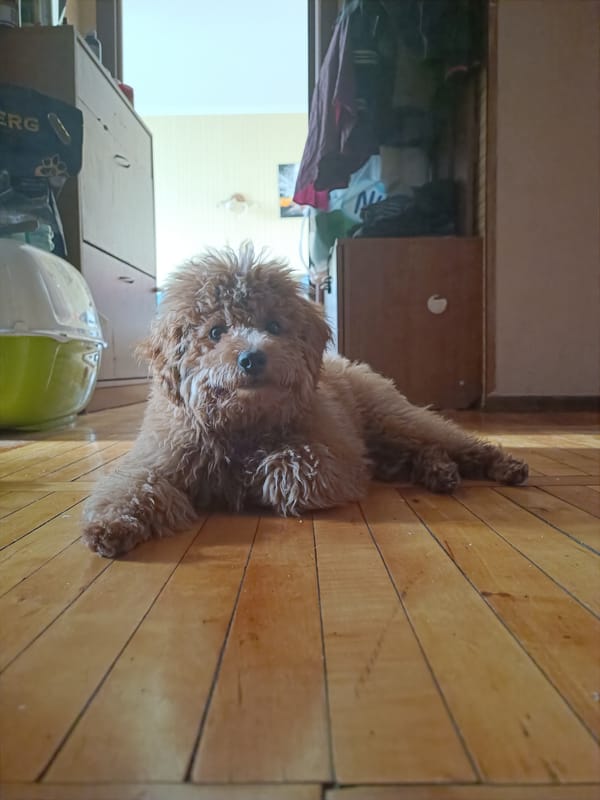 Fluffy brown poodle naps and chews on a hardwood floor