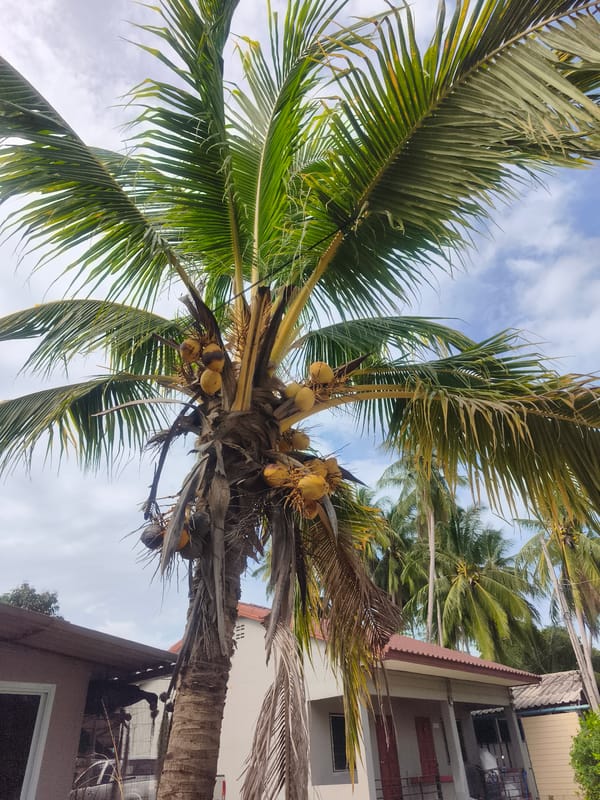 Rural coconut palms and roadway documented in Thai village