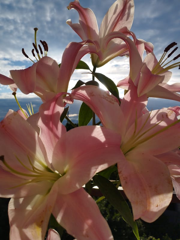 Close-up nature and daily life moments captured during June afternoon