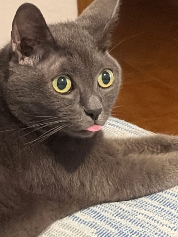 Gray cat on a striped blanket, tongue out, Torrevieja