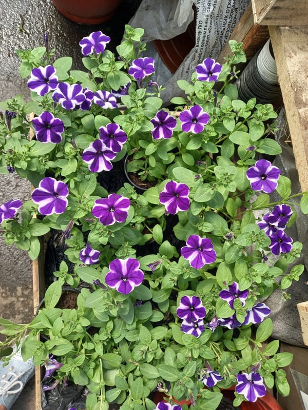 Morning flower display captured at Aramil garden center