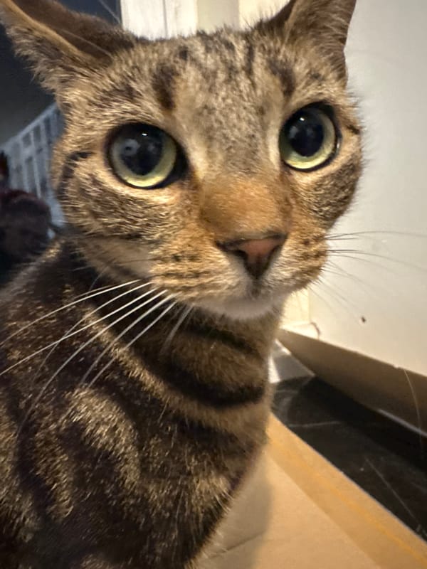 Resident photographs multiple cats in close-up shots in Desborough