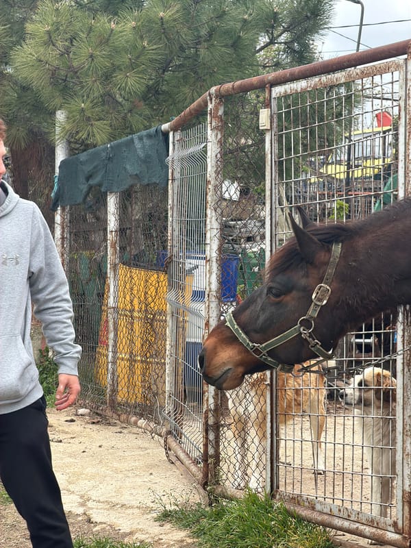 Horse interaction at animal enclosure documented in Varna