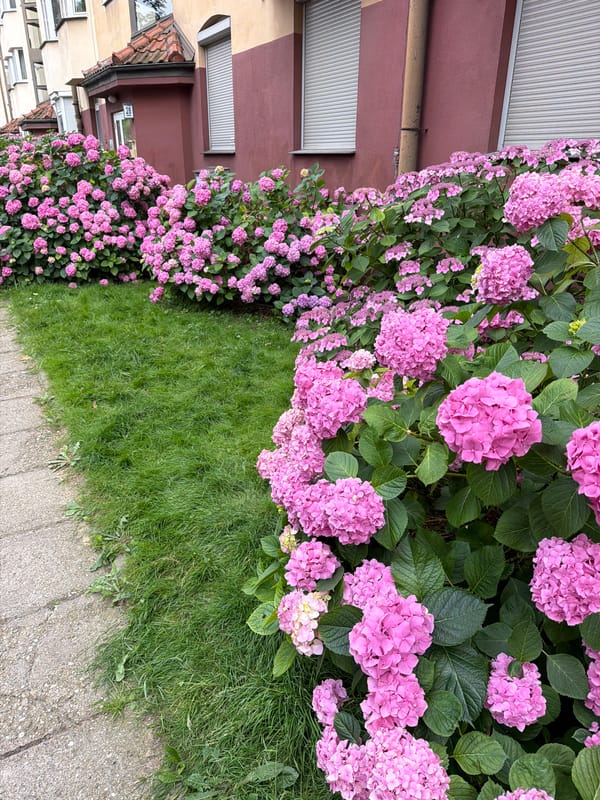 Pink hydrangeas in full bloom outside a red brick building