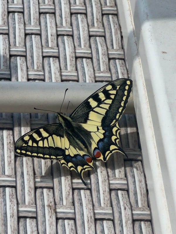 Colorful butterfly spotted resting on post in Budva, Montenegro