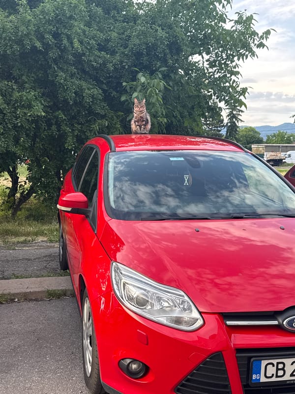 Tabby cat sits on red car in Sofia residential street