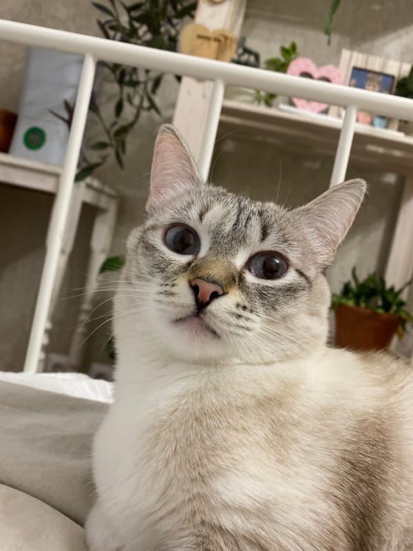 Ordinary moments captured across Yekaterinburg: cats, flowers, urban scenes