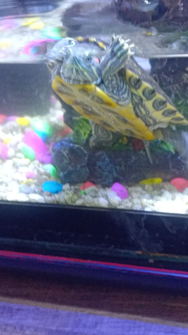 Yerevan resident documents pet turtles and Easter celebration preparations