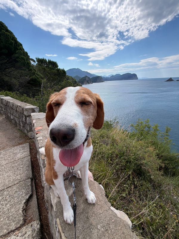 Dog walker captures quiet coastal morning in Montenegro