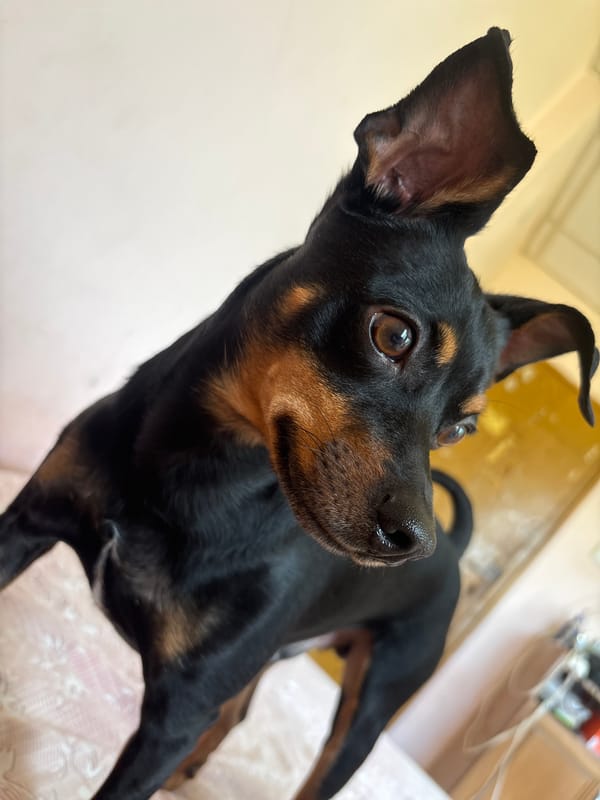 Bedroom hangout with a Miniature Pinscher, lots of close-ups