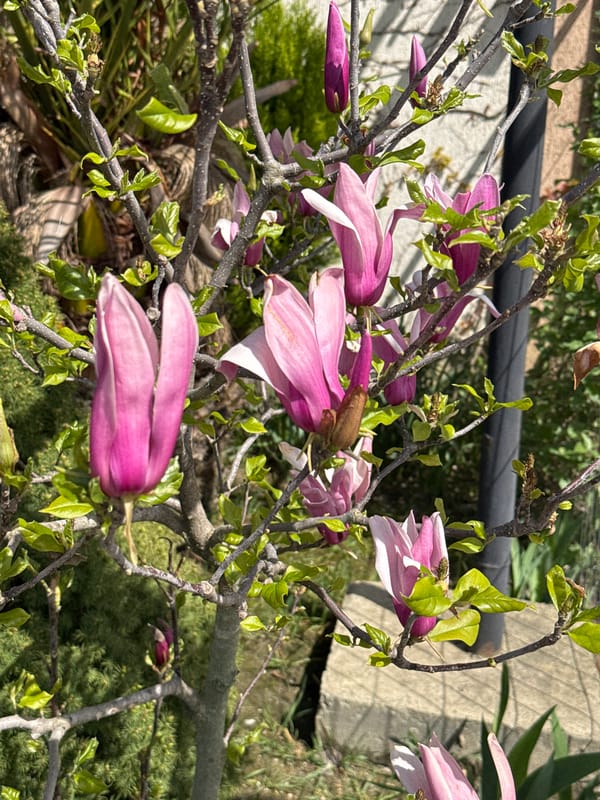 Spring blooms captured in Russian village magnolia shrub