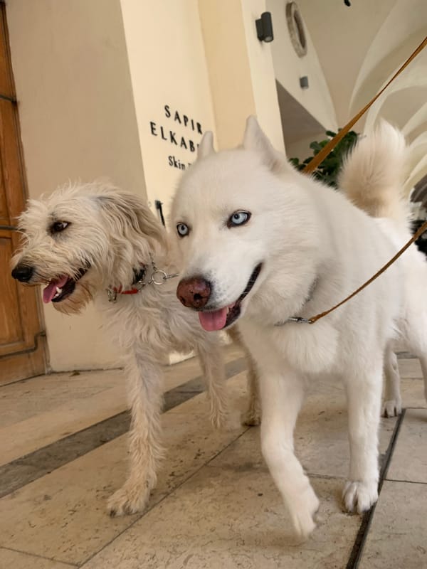 Dogs spotted during morning walk in Tel Aviv streets