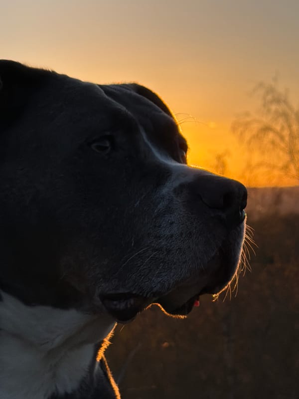 Dog spotted by water's edge in Luxembourg