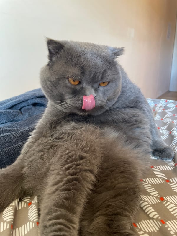 Gray Scottish Fold cat documented during morning rest and grooming