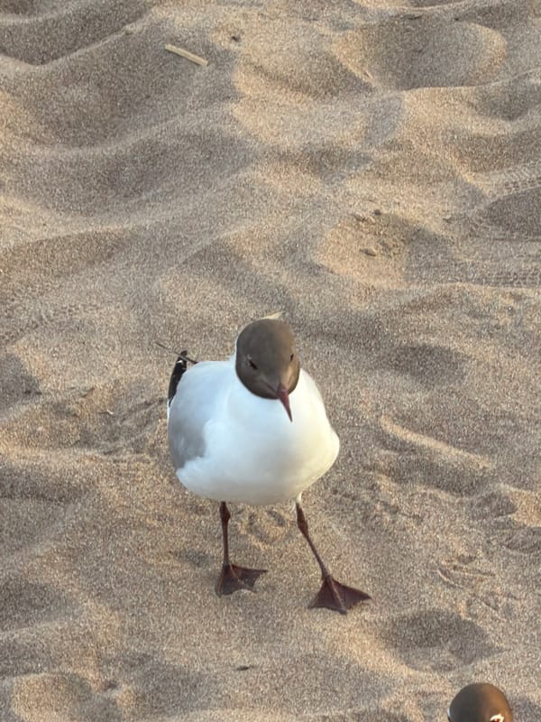 Evening wildlife watching session captures gulls on Saint Petersburg beach