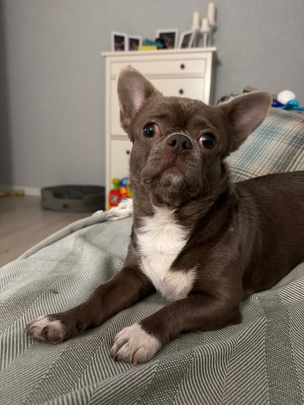 Domestic scenes captured in Votkinsk: pet and family portraits
