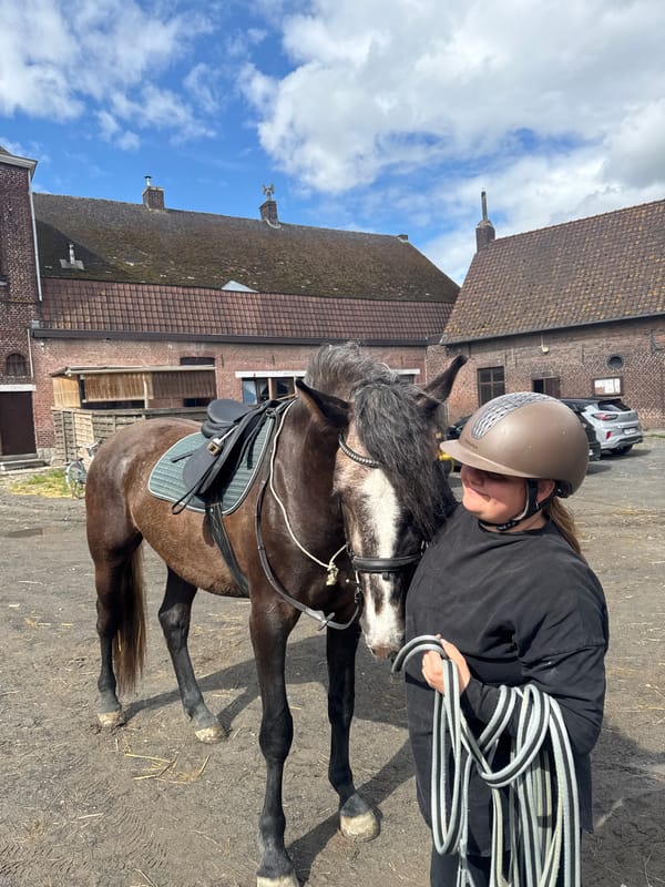 Horse training session observed in Estaimpuis riding arena