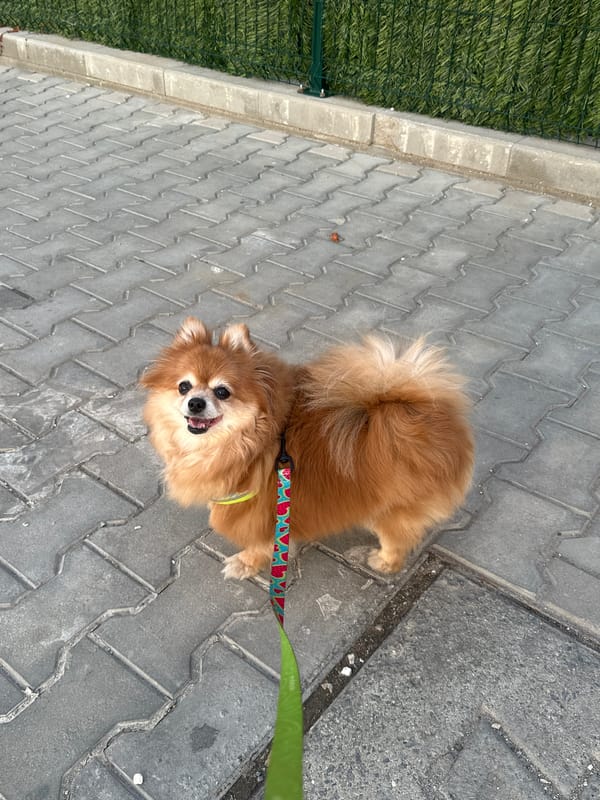 Pomeranian stroll through Sofia streets, afternoon.