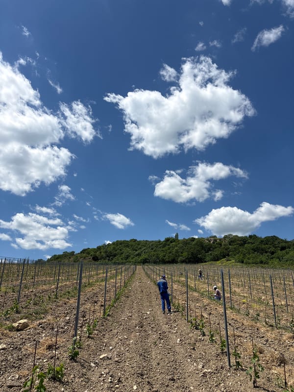 Vineyard workers tend vines under clear skies in Partenit