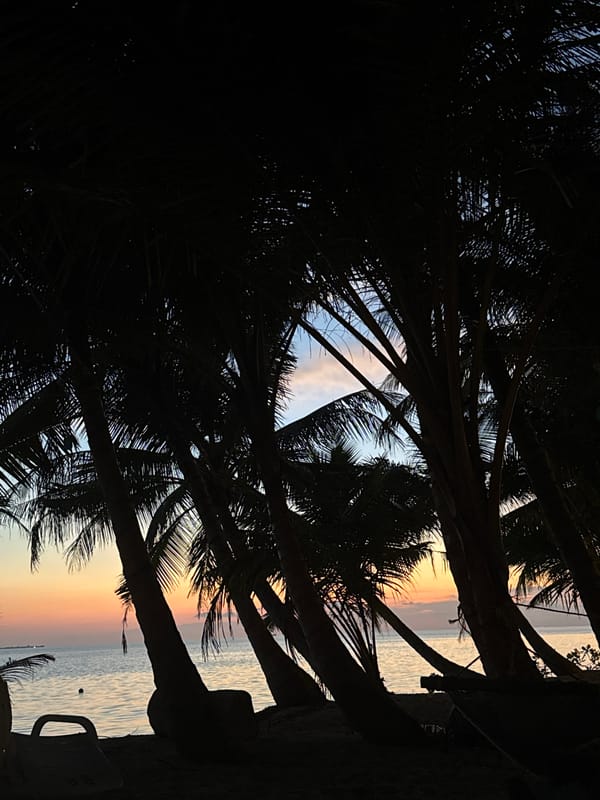 Tropical sunrise captured beneath palm trees in Maldives