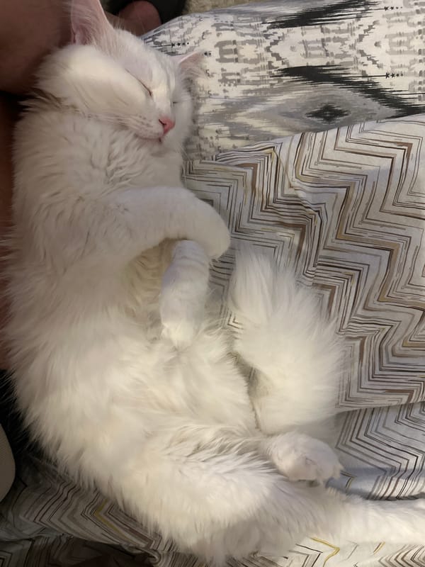White cat rests on bed with owner in Sofia