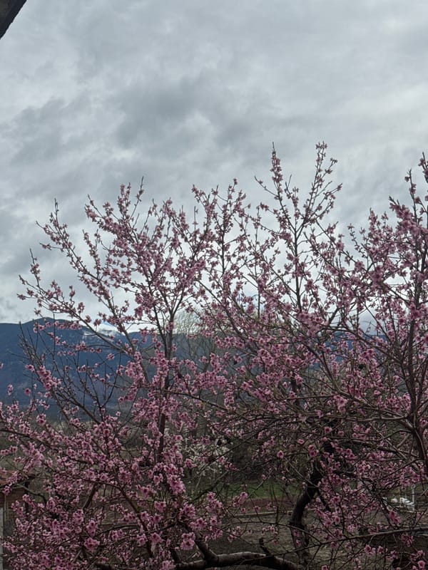Spring blossoms bloom in Cherven Breg, Bulgaria