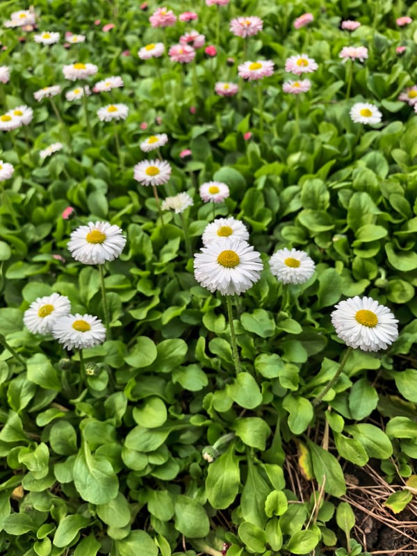 Spring garden flowers documented in Sterlitamak, Russia