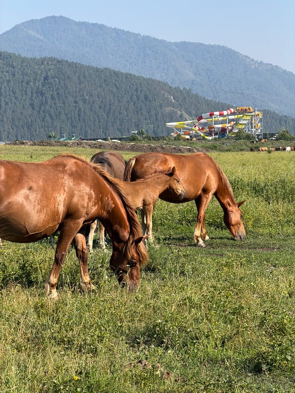 Horses and foals graze in the meadows of Anos, Russia