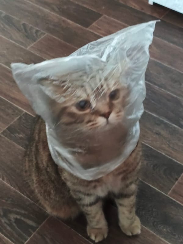 Tabby cat repeatedly gets head stuck in plastic bag