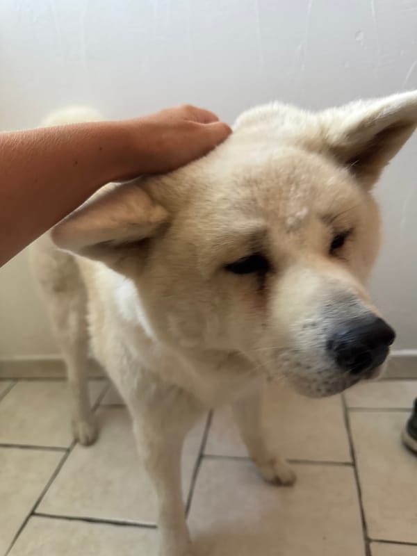 Akita chilling on a patio in Wattrelos, France