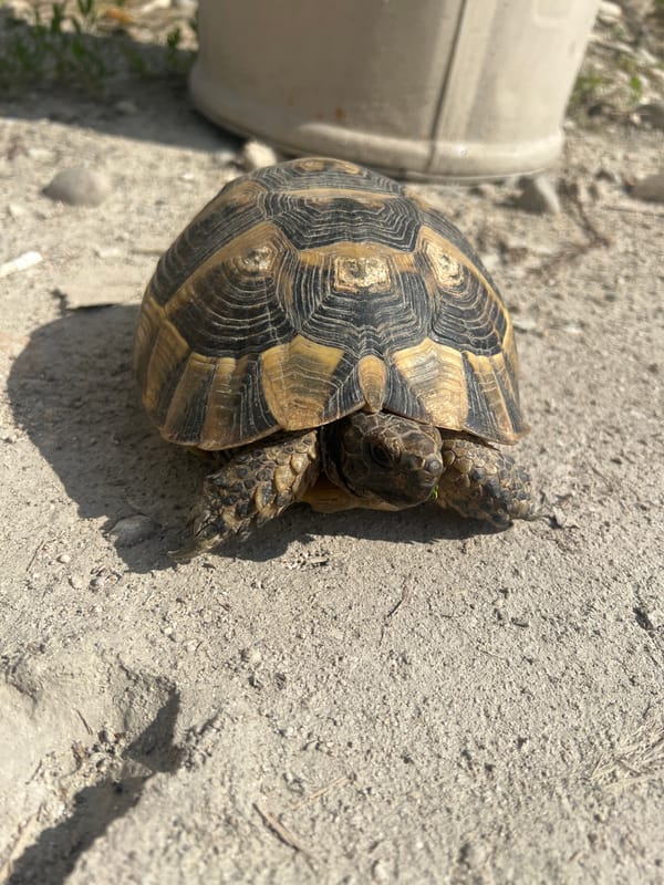 Tortoise spotted on street in Plovdiv, Bulgaria
