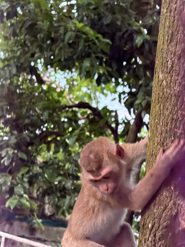 Big Buddha, monkeys, and coastal views in Karon