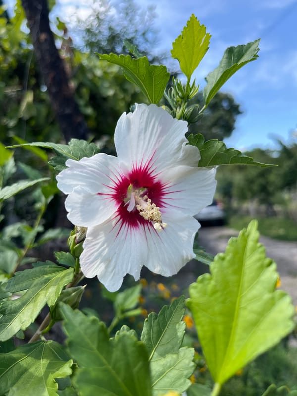 Garden flowers in close-up bloom, Lozuvatka, Ukraine