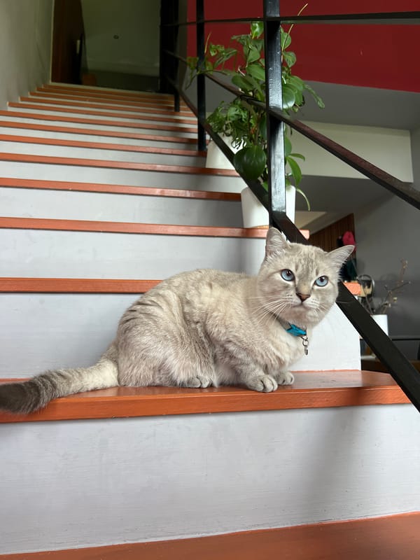 Cat on the stairs, a drive, and a quick mirror check