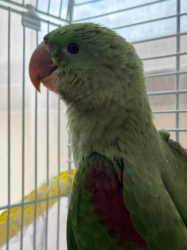 Afternoon snapshots: green parrot, stormy skies, home scenes documented
