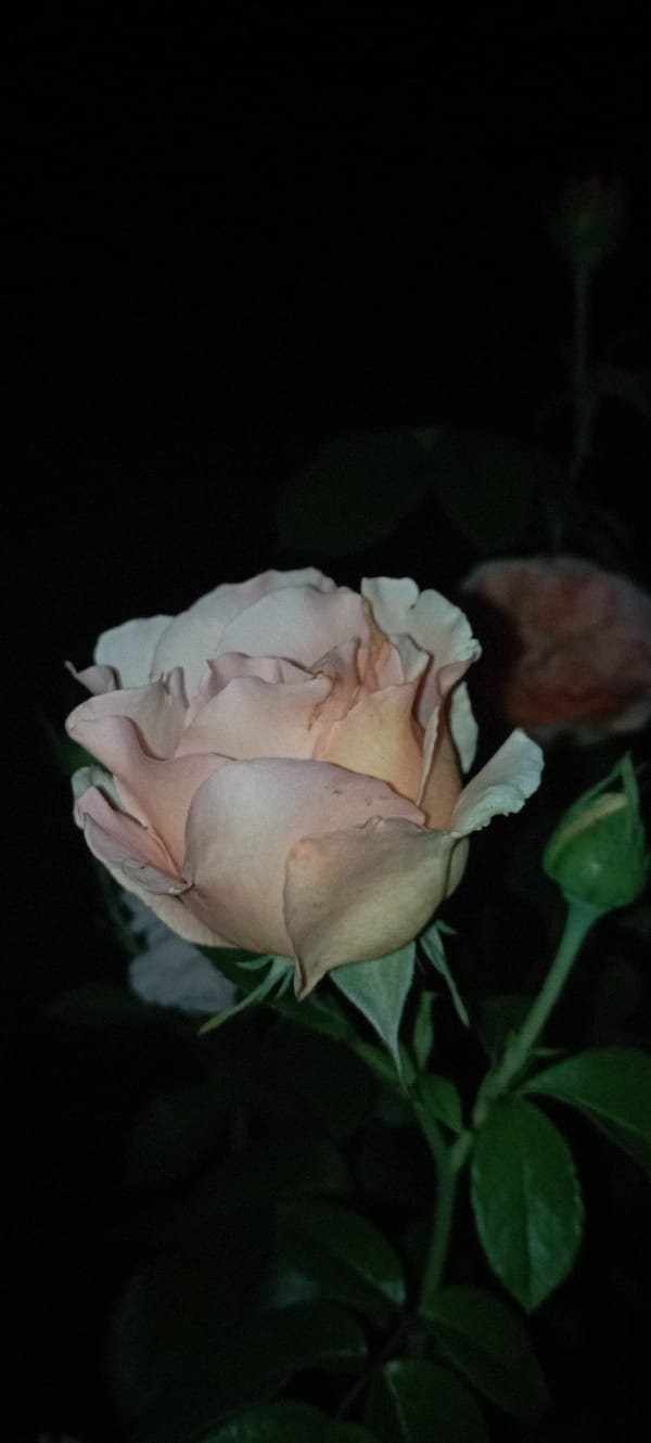 Night close-ups of a colorful rose garden in Radisne, Ukraine