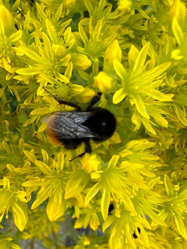 Macro shots of bees, berries, and blooms in a garden